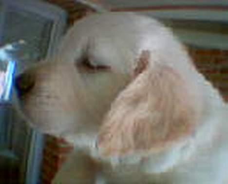 Golden retriever Gabbi - lille søde mig billede 6