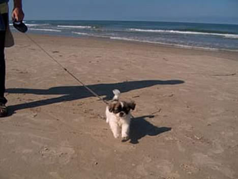 Tibetansk spaniel Kri Kris Garson (Pepe) - På stranden billede 8