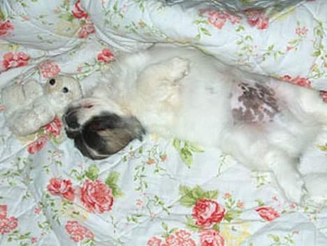 Tibetansk spaniel Kri Kris Garson (Pepe) - Det er et hårdt liv jeg lever billede 9