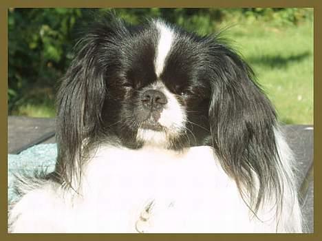 Blanding af racer Oliver billede 1