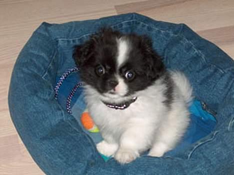 Blanding af racer Oliver - Oliver 9 uger billede 2