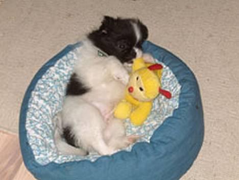 Blanding af racer Oliver - Oliver 9 uger billede 3