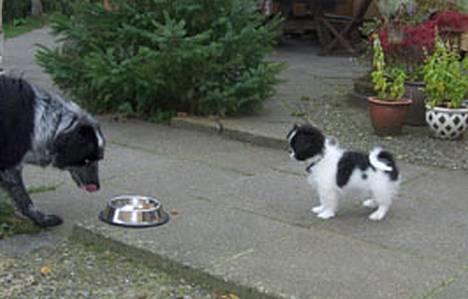 Blanding af racer Oliver - Jeg er sikker på at Idas mad smager bedre end min billede 4