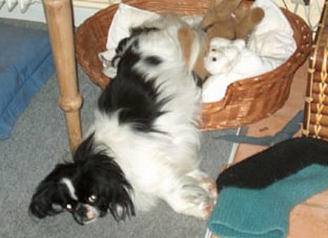 Blanding af racer Oliver - - også som voksen billede 6