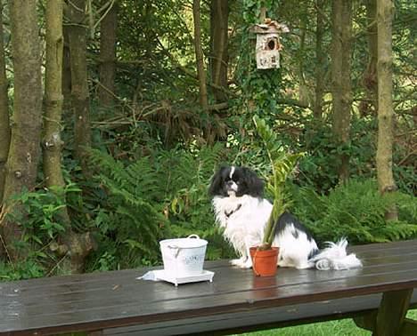 Blanding af racer Oliver - Oliver på sin udkigspost billede 8