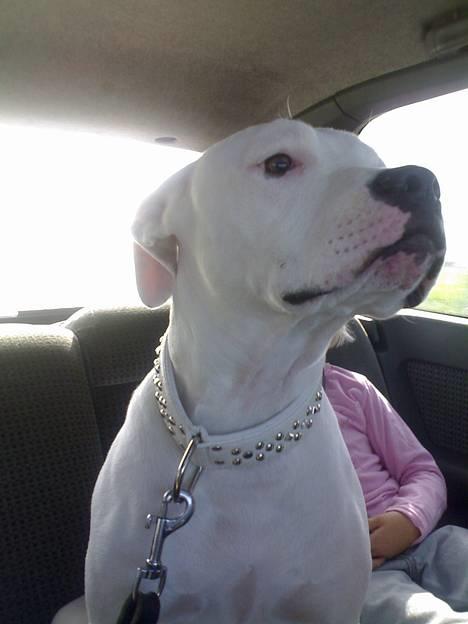 Amerikansk bulldog kela - hej så er jeg lige med på tur i bilen*s* billede 1