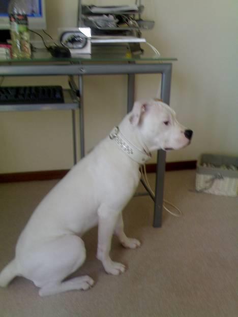 Amerikansk bulldog kela - står lige og lurer på "ingenting"*gg* billede 2