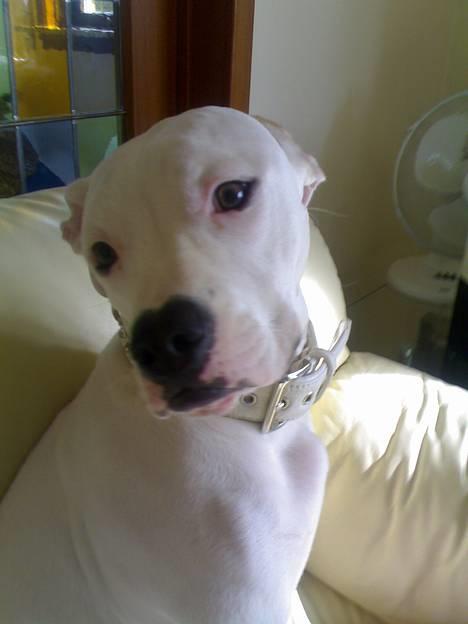 Amerikansk bulldog kela - ja er jeg ik dejlig*s* billede 3