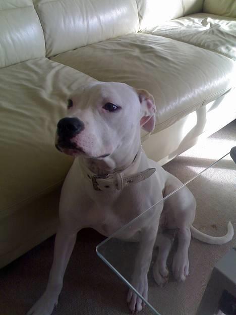 Amerikansk bulldog kela - nu stopper du med alle de billeder*gs* billede 4