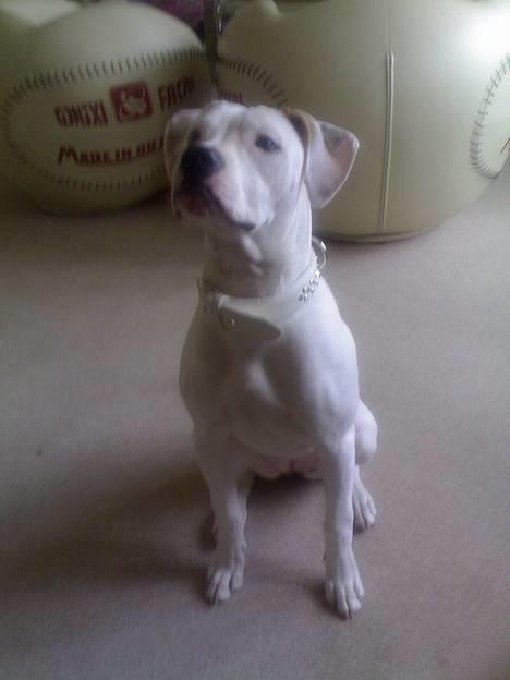 Amerikansk bulldog kela - ja okay så det sidste så er det oz slut*ss* billede 5