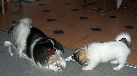 Blanding af racer Oliver - Det  allerbedste i verden er at lege billede 9