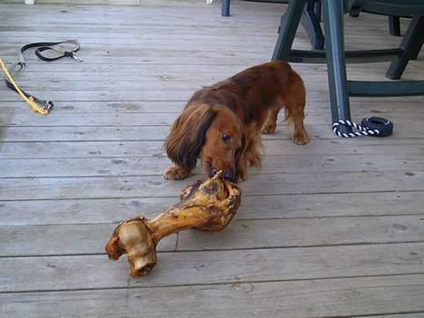 Gravhund Bobby O - stor er godt billede 11