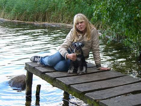 Dvaergschnauzer Tiramisu billede 9