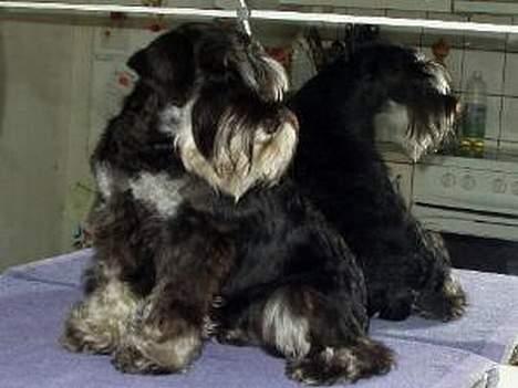 Dvaergschnauzer Tiramisu billede 10