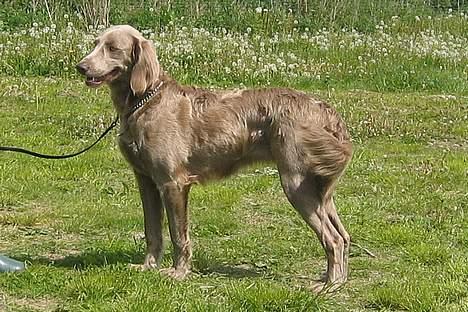 Weimaraner Biggi billede 1