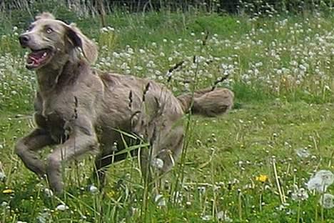 Weimaraner Biggi billede 2