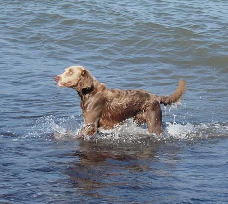 Weimaraner Biggi billede 3