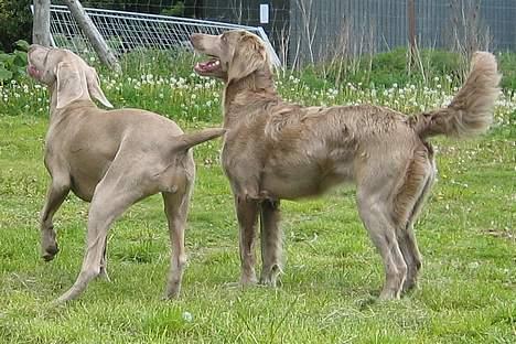 Weimaraner Biggi billede 4