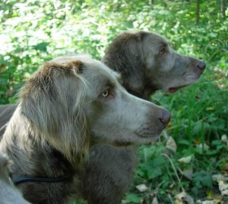 Weimaraner Biggi billede 5