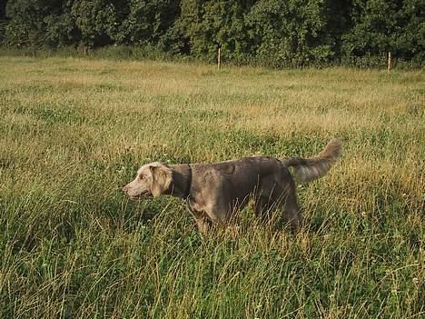 Weimaraner Biggi billede 6