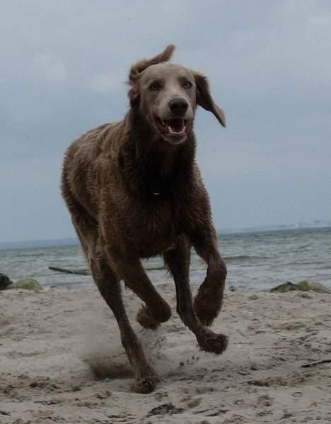 Weimaraner Biggi billede 7