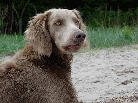 Weimaraner Biggi billede 8