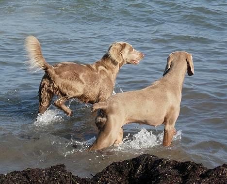 Weimaraner Biggi billede 9