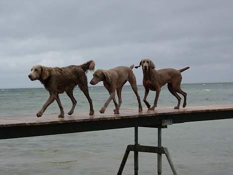 Weimaraner Biggi billede 10