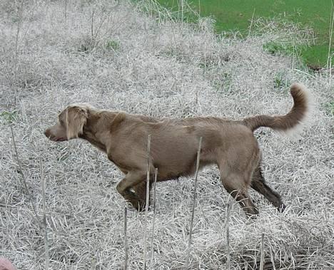 Weimaraner Biggi billede 12