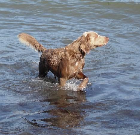 Weimaraner Biggi billede 13