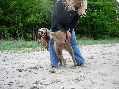 Weimaraner Biggi billede 14