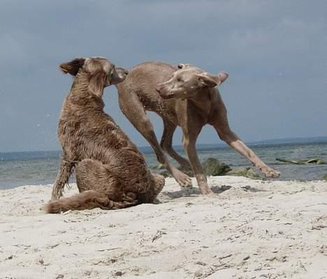 Weimaraner Gamma billede 3