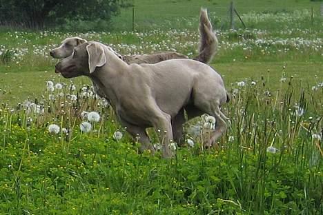 Weimaraner Gamma billede 5