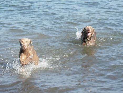 Weimaraner Gamma billede 9