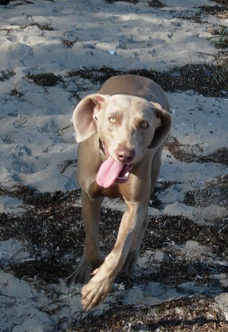 Weimaraner Gamma billede 10