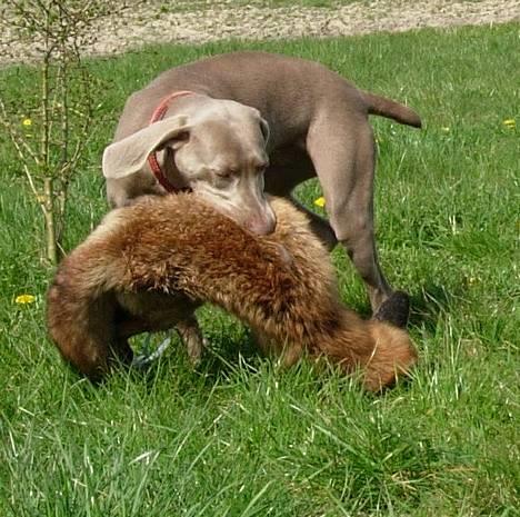 Weimaraner Gamma - Gamma med sit livs første ræv. billede 14