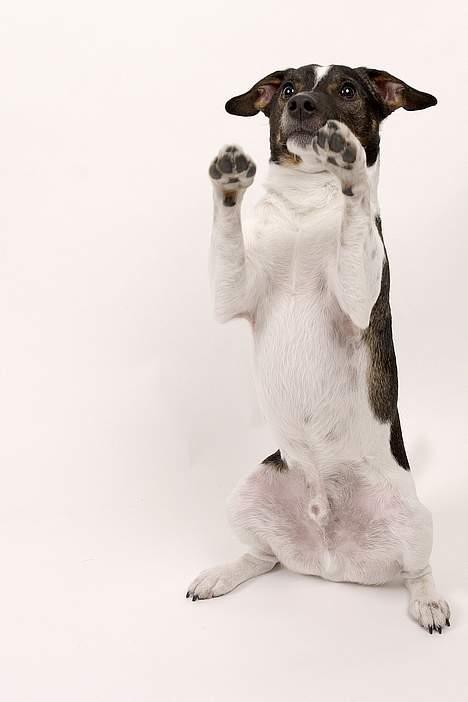 Dansk svensk gaardhund Lapsa *Vi savner Charli´* billede 13