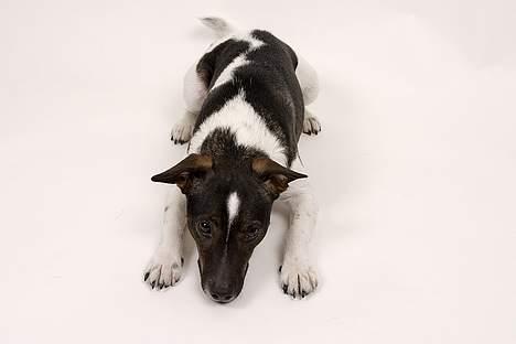 Dansk svensk gaardhund Lapsa *Vi savner Charli´* billede 14
