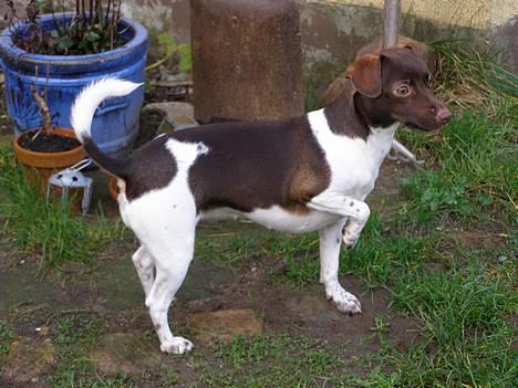 Dansk svensk gaardhund Sif R.I.P 2010 - Sif i ringen billede 1