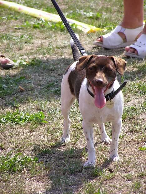 Dansk svensk gaardhund Sif R.I.P 2010 - Jeg har det varmt billede 2