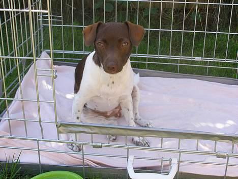 Dansk svensk gaardhund Sif R.I.P 2010 - Mit nye udstillingsbur billede 3