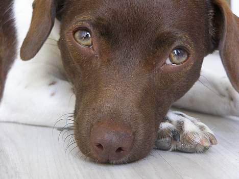 Dansk svensk gaardhund Sif R.I.P 2010 - Hej med jer! billede 4