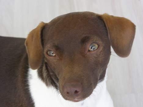 Dansk svensk gaardhund Sif R.I.P 2010 - Stem på mig billede 5