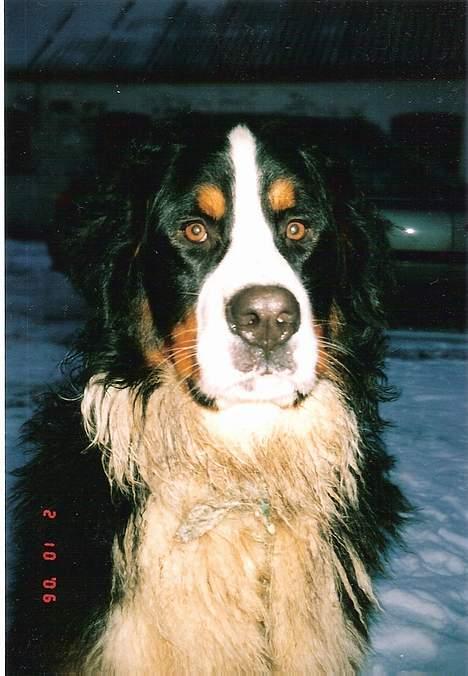 Berner sennenhund kenzo - det første billede der er taget af vidunderet billede 3