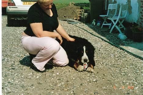 Berner sennenhund kenzo - uhmmmm dejligt med en kølig øl i varmen billede 4