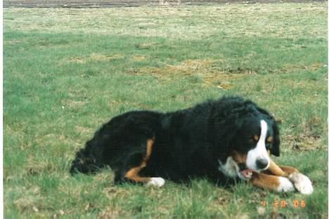 Berner sennenhund kenzo - kenzo med et gnaveben billede 5