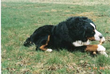 Berner sennenhund kenzo billede 6