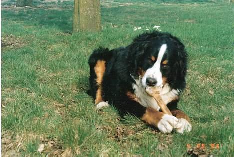 Berner sennenhund kenzo billede 7