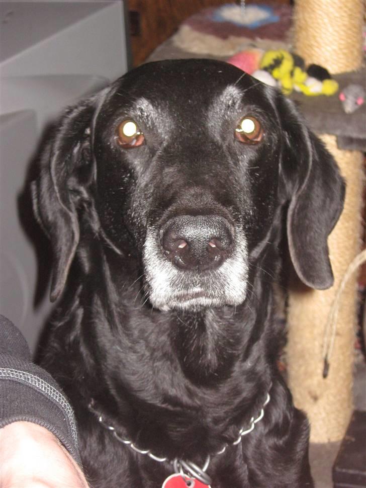 Blanding af racer Lady <3 - Velkommen til min profil.. Taget d. 17/4-2009 billede 1