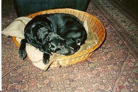 Blanding af racer Lady <3 - Hmm min nye hunde kurv billede 2